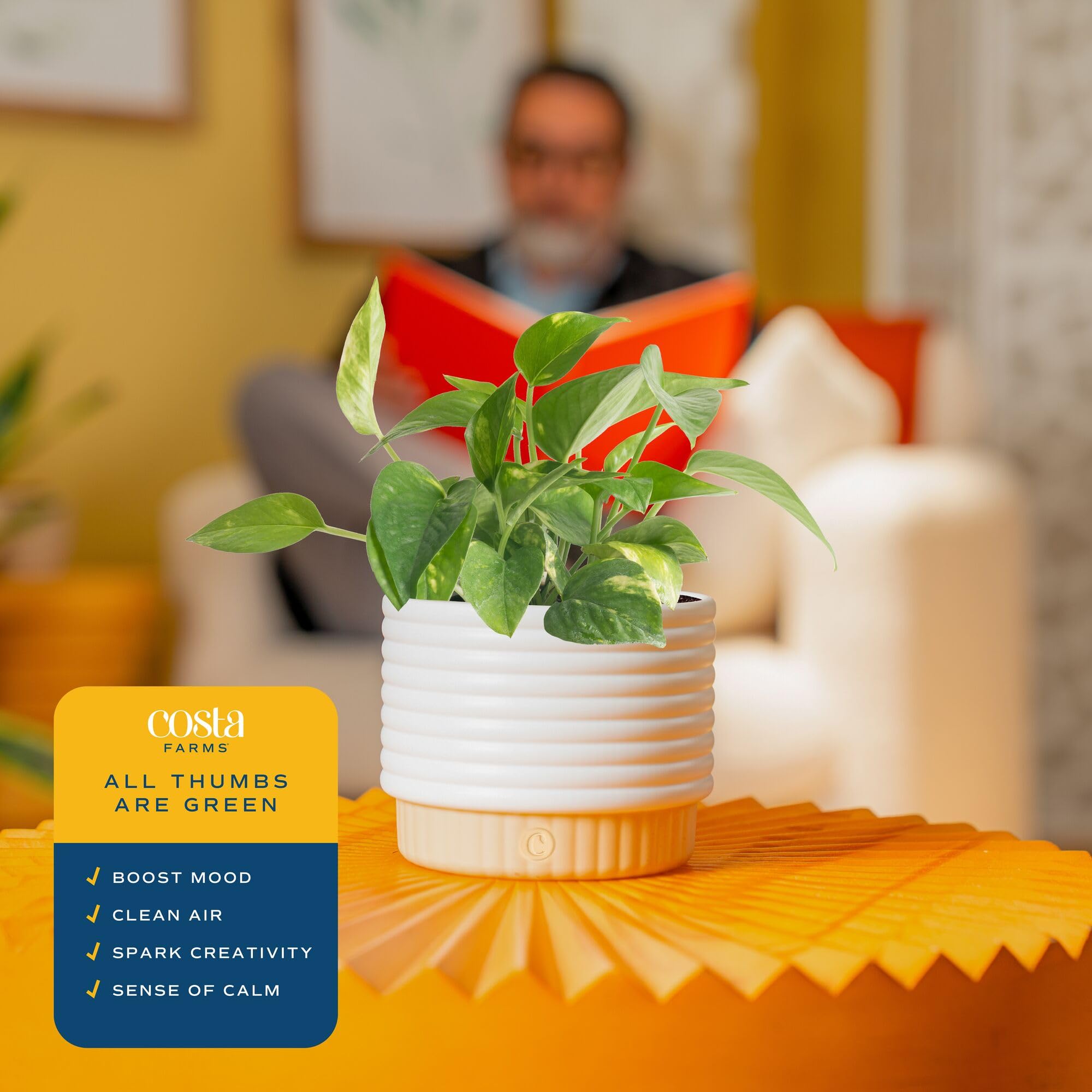Costa Farms Golden Pothos packaging for delivery
