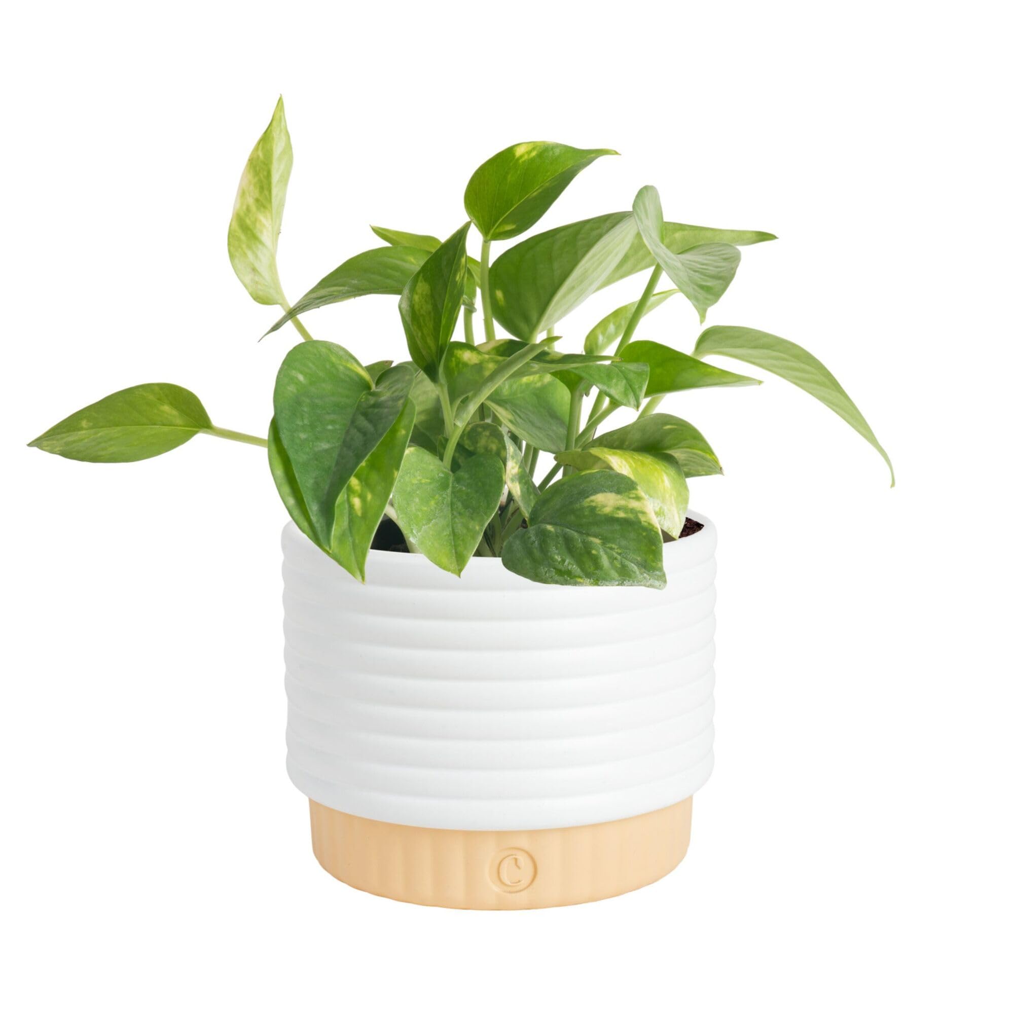 Costa Farms Golden Pothos plant front view with heart-shaped leaves