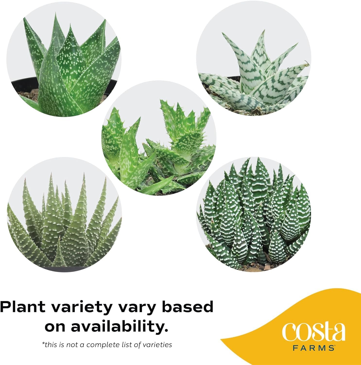 Costa Farms Haworthia succulent in decor pot on windowsill