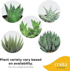 Costa Farms Haworthia succulent in decor pot on windowsill
