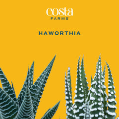 Costa Farms Haworthia succulent on a desk with decor