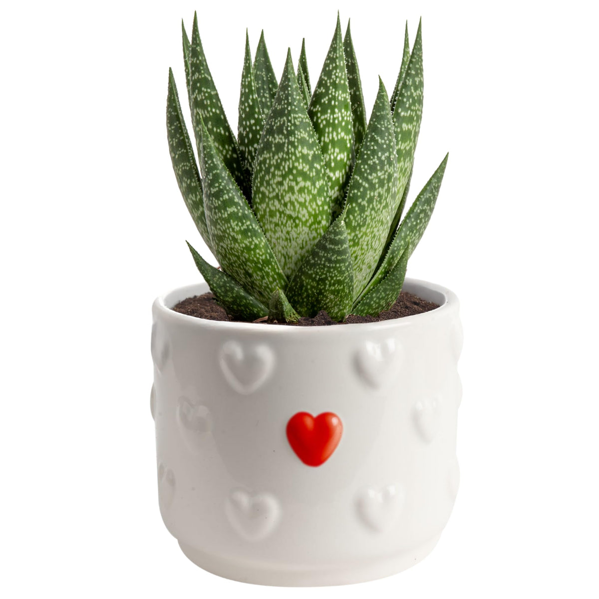 Costa Farms Haworthia succulent plant front view in ceramic pot
