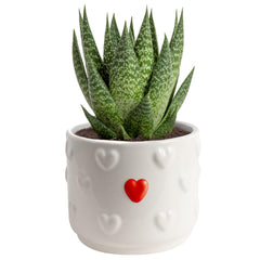 Costa Farms Haworthia succulent plant front view in ceramic pot