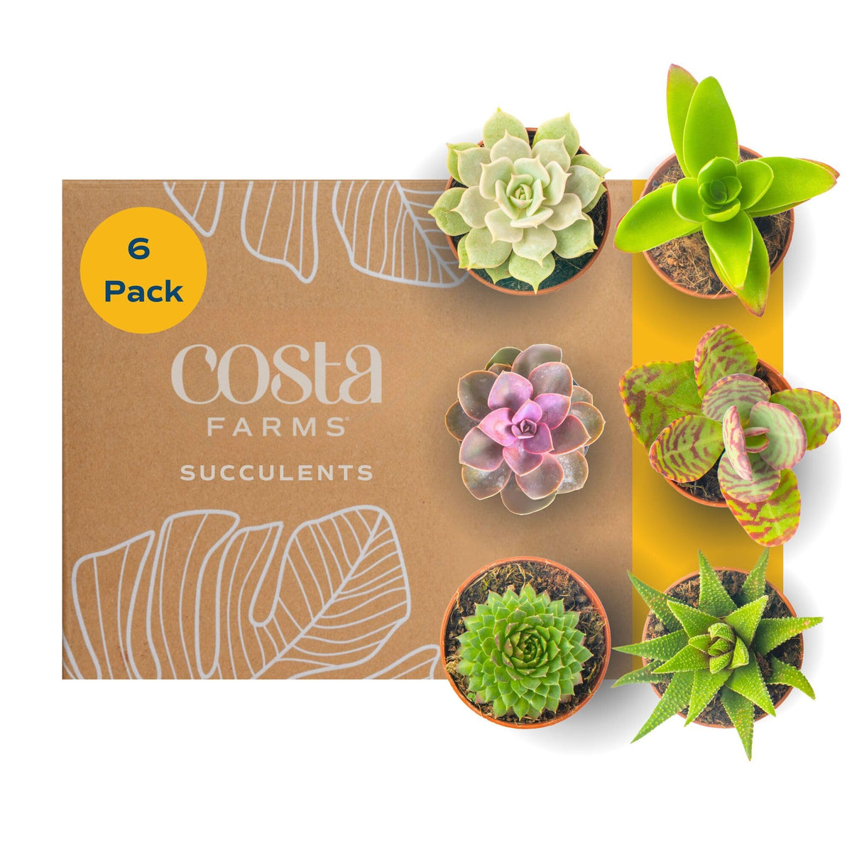 Costa Farms Mini Succulents 6-Pack in decorative pots