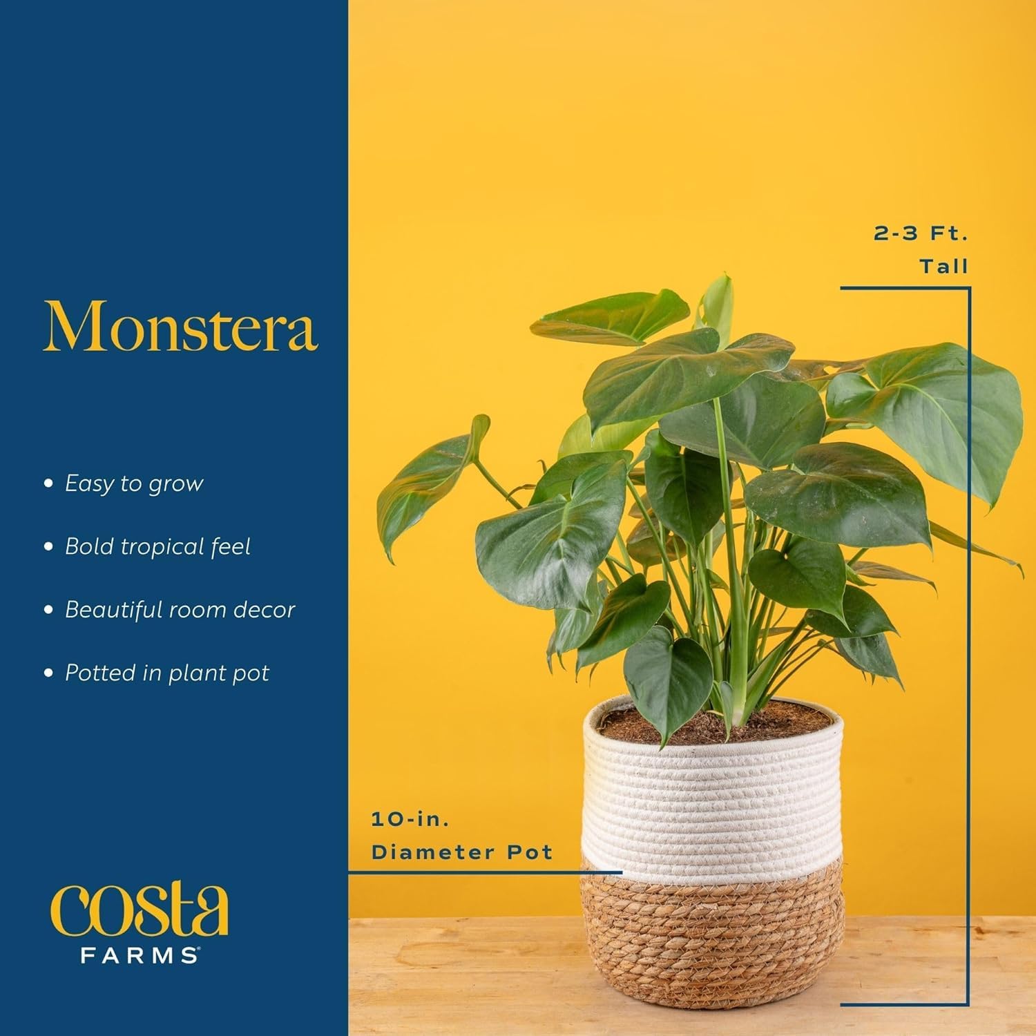 Costa Farms Monstera in a stylish living room setting