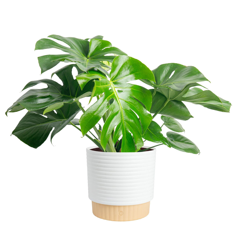 Costa Farms Monstera indoor plant in modern décor planter front view