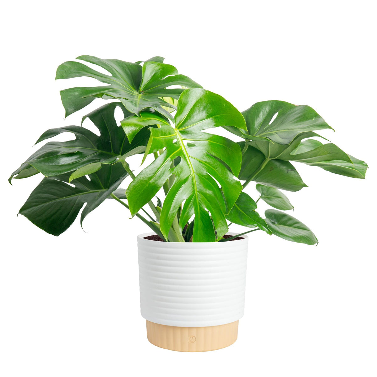 Costa Farms Monstera indoor plant in modern décor planter front view
