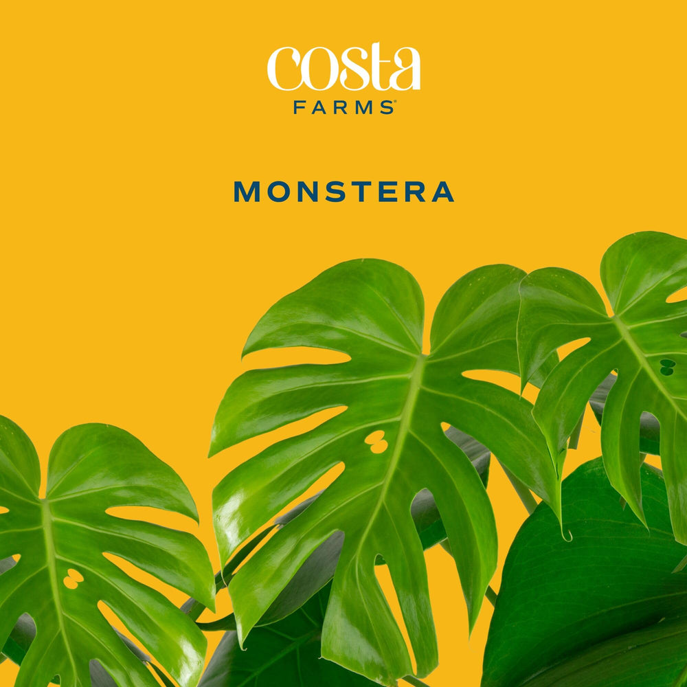 Costa Farms Monstera plant next to a bright window