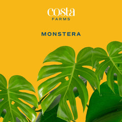 Costa Farms Monstera plant next to a bright window