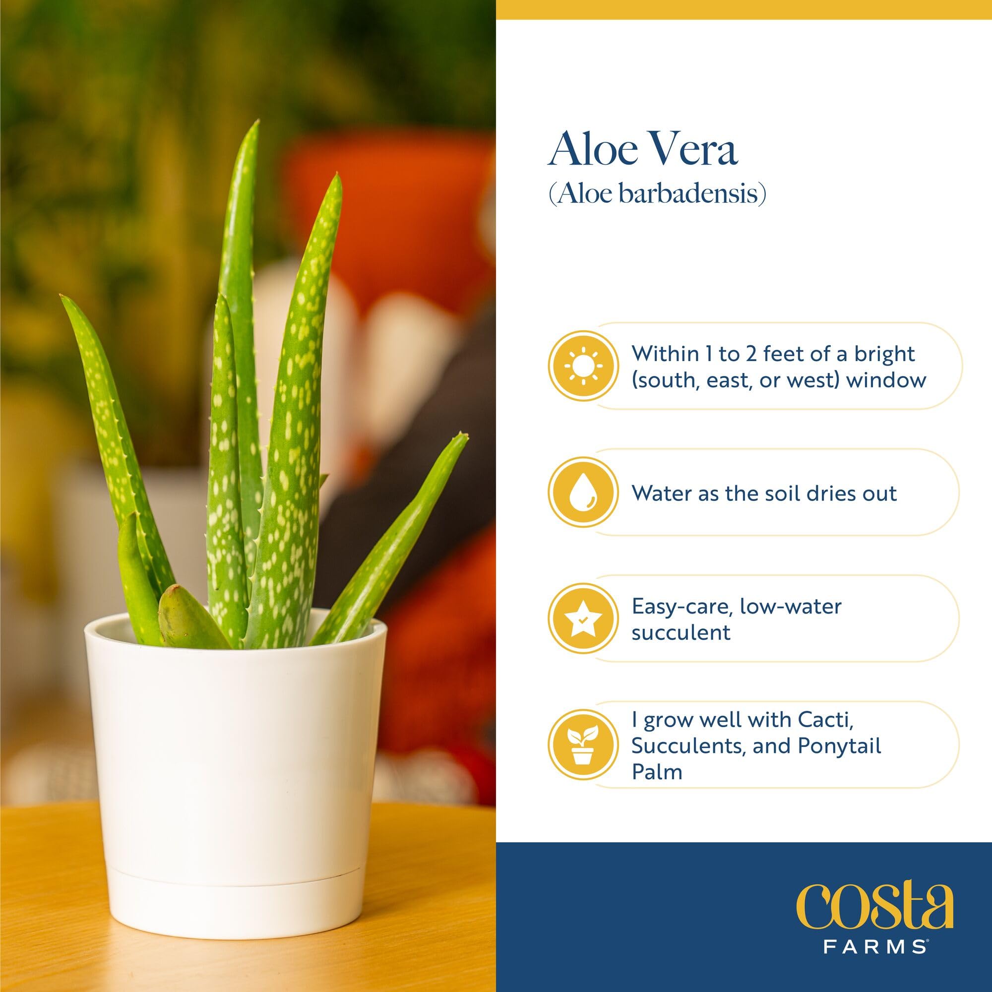 Costa Farms packaging for Aloe Vera plants, secure delivery