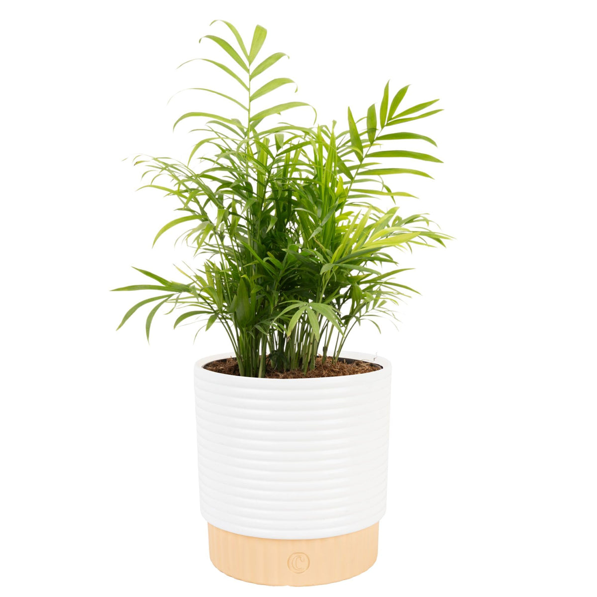 Costa Farms Parlor Palm front view in decorative pot