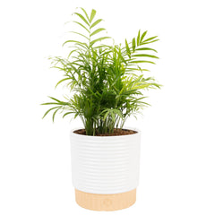 Costa Farms Parlor Palm front view in decorative pot