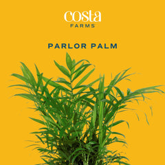 Costa Farms Parlor Palm on office desk