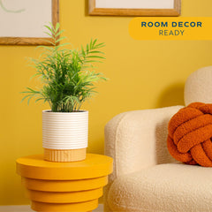 Costa Farms Parlor Palm side view with lush fronds