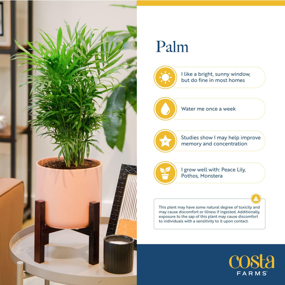 Costa Farms Parlor Palm with decorative pot details