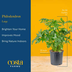 Costa Farms Philodendron in a modern interior setting