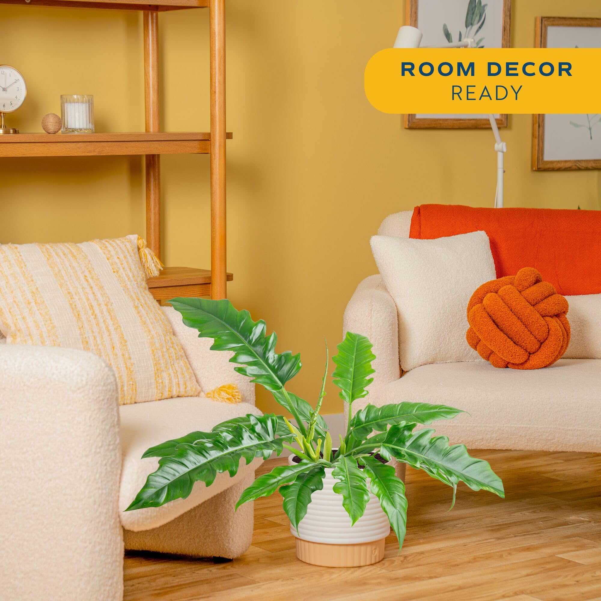 Costa Farms Philodendron large houseplant with lush foliage