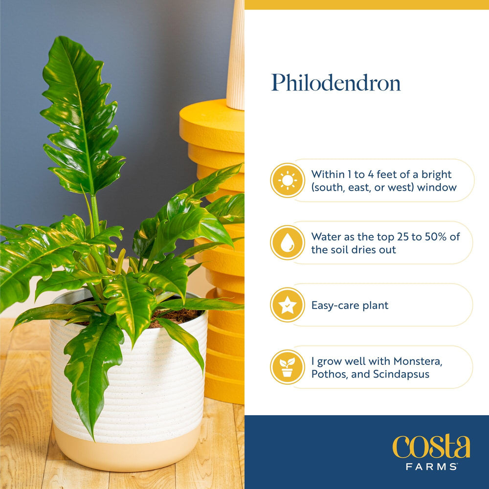 Costa Farms Philodendron plant packaged for delivery