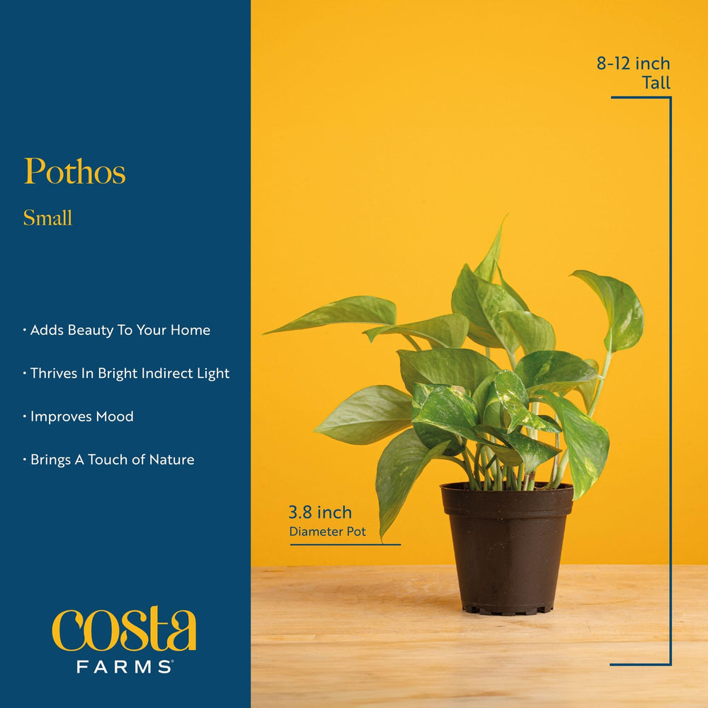 Costa Farms Pothos plant in a hanging basket