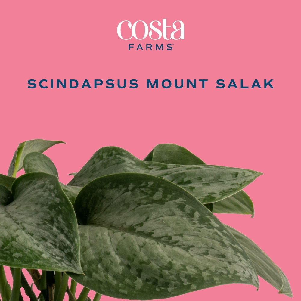 Costa Farms Scindapsus Mount Salak in self-watering pot, side view