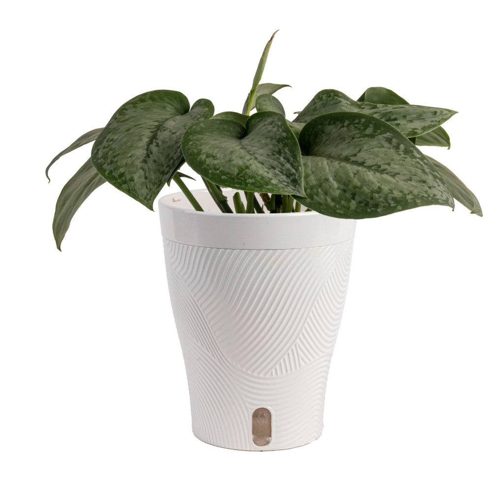 Costa Farms Scindapsus Mount Salak indoor plant in decorative pot, front view