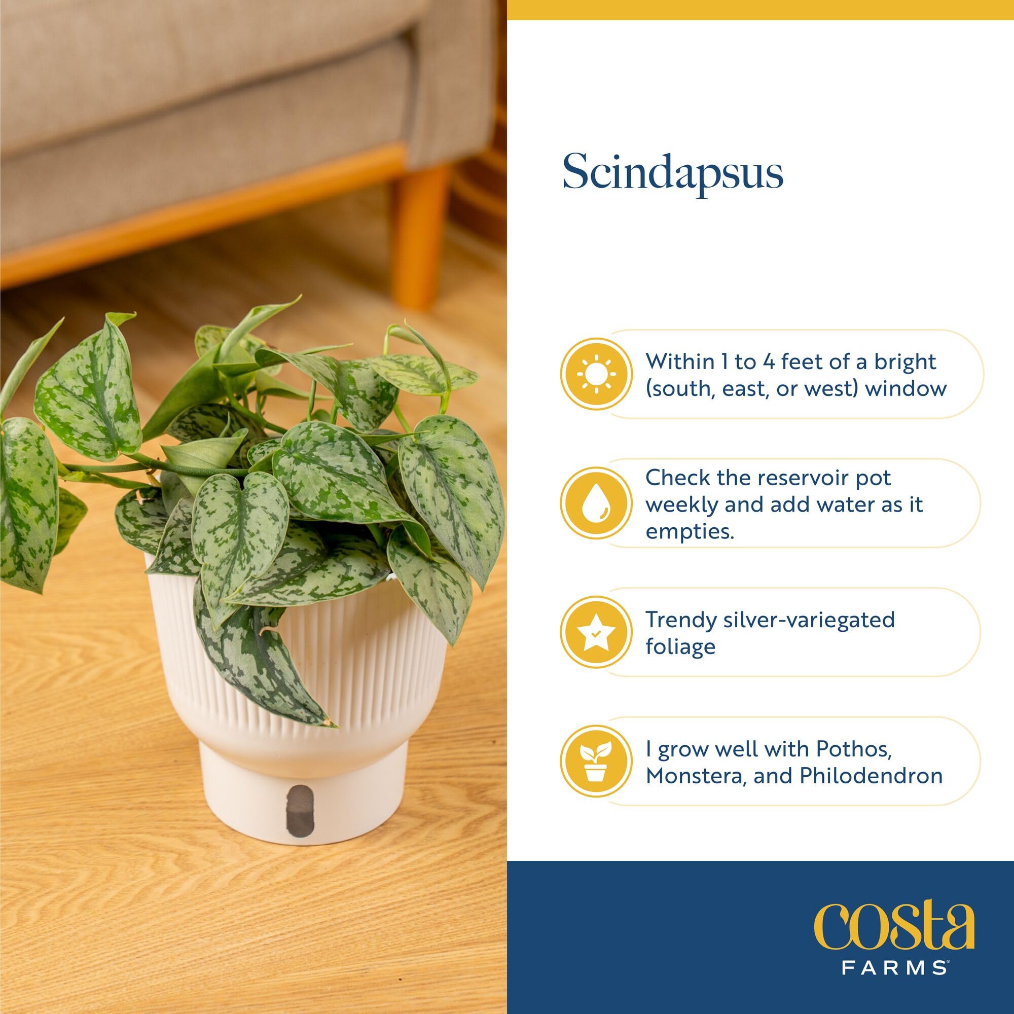 Costa Farms Scindapsus Mount Salak packaging upon delivery