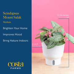 Costa Farms Scindapsus Mount Salak trailing vine in a hanging basket