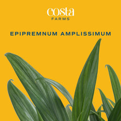 Costa Farms Silver Streak Pothos in a minimal decor planter