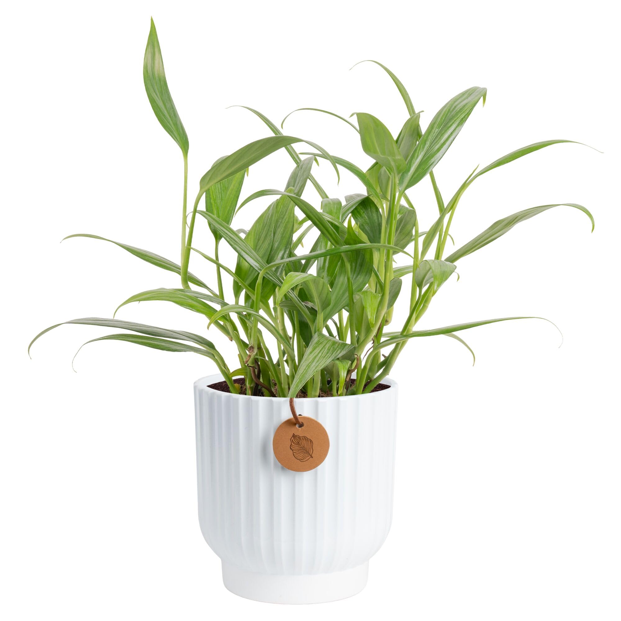 Costa Farms Silver Streak Pothos plant front view with lush green leaves