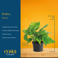Costa Farms Silver Streak Pothos trailing vines cascading from a shelf