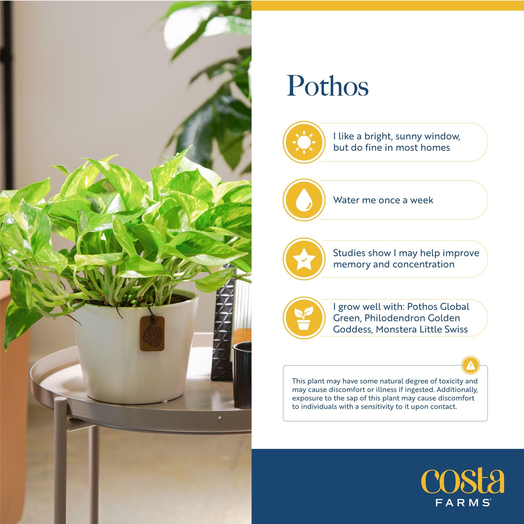 Costa Farms Silver Streak Pothos with deep green foliage indoors