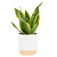 Costa Farms Snake Plant in decorative planter pot front view
