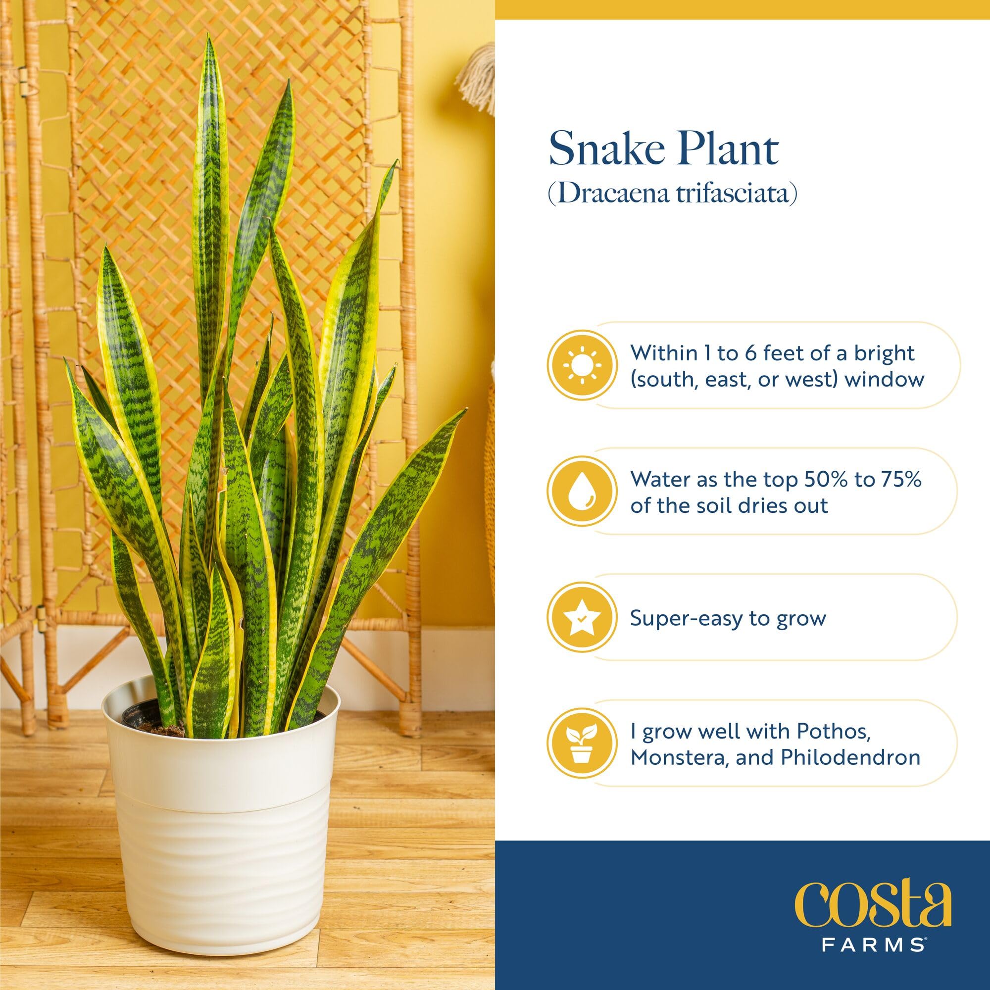 Costa Farms Snake Plant in natural light