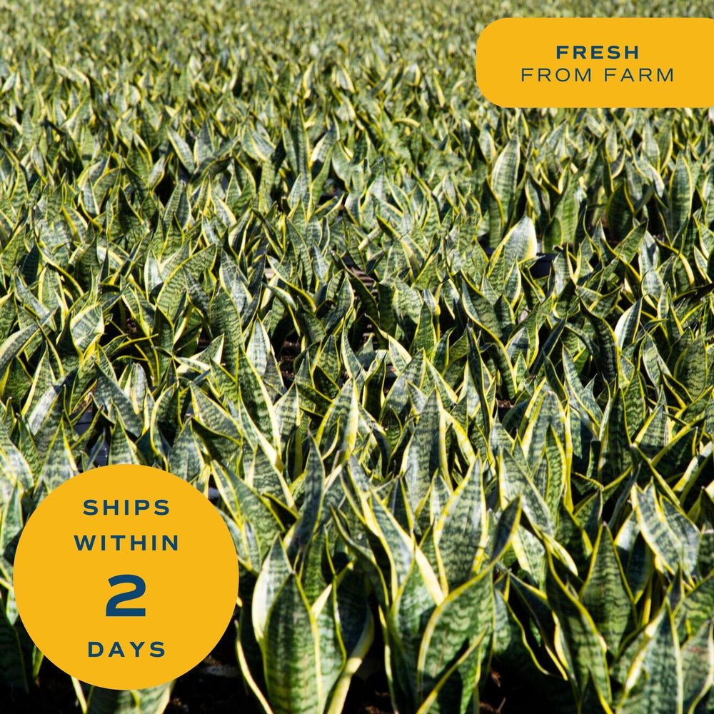 Costa Farms Snake Plant packaging detail
