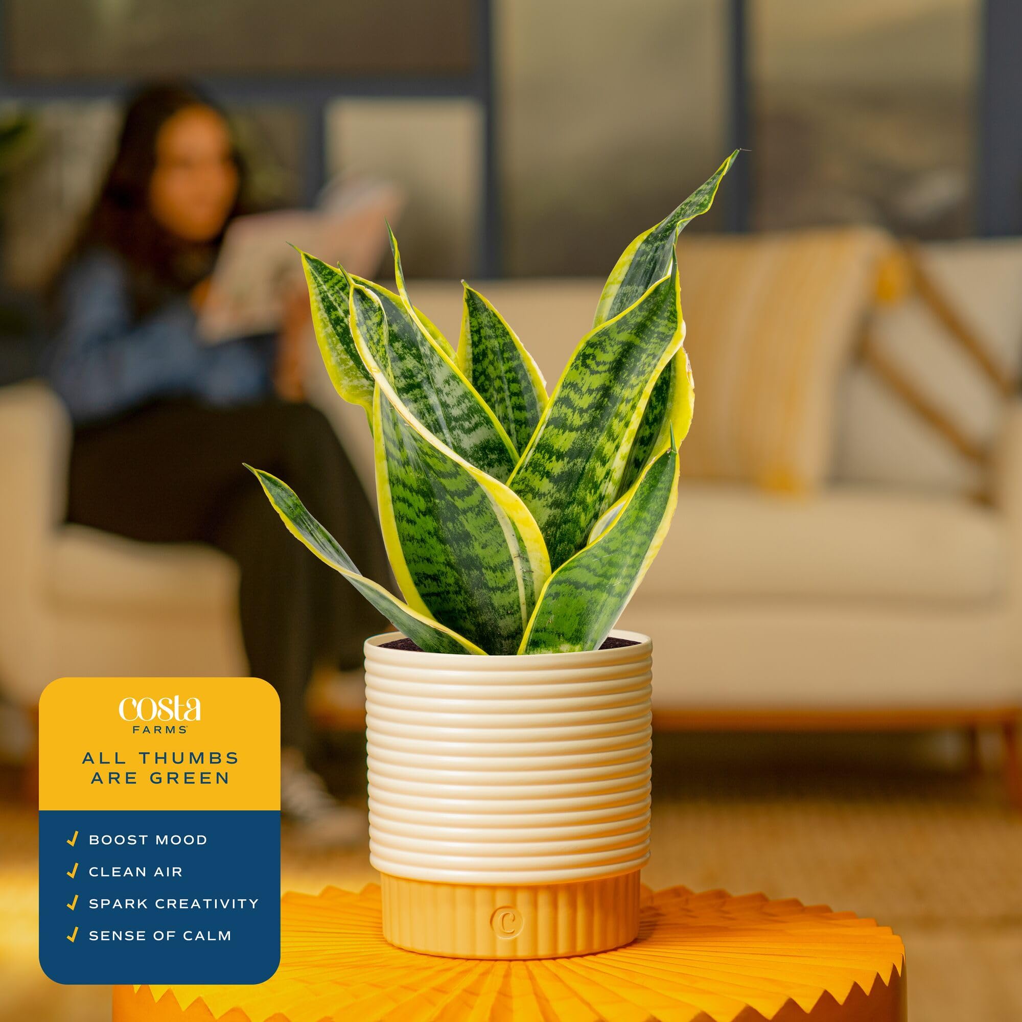 Costa Farms Snake Plant with decorative pot detail