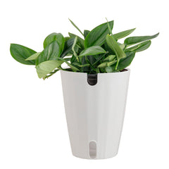 Costa Farms Sterling Silver Scindapsus plant in ceramic pot front view