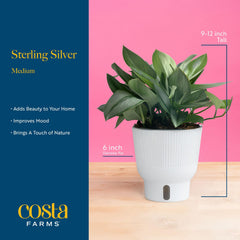Costa Farms Sterling Silver Scindapsus plant packaging for delivery