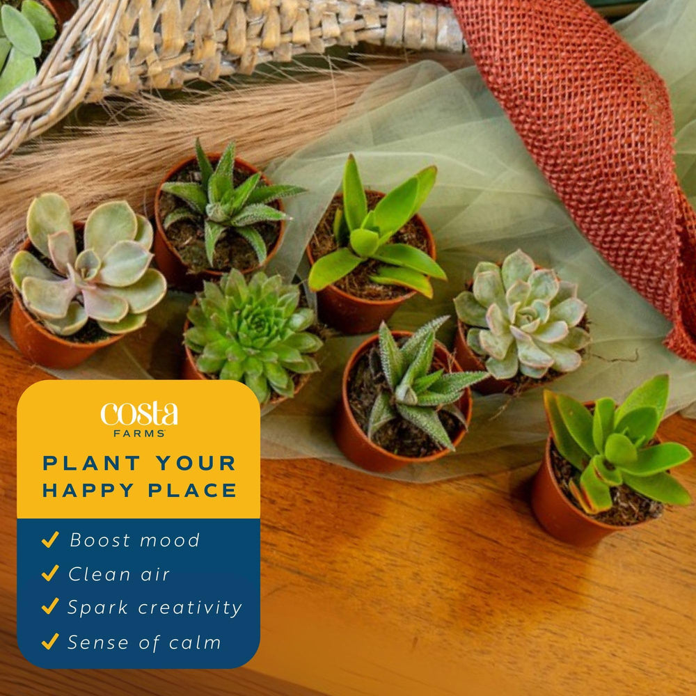 Costa Farms succulent plants with varied textures