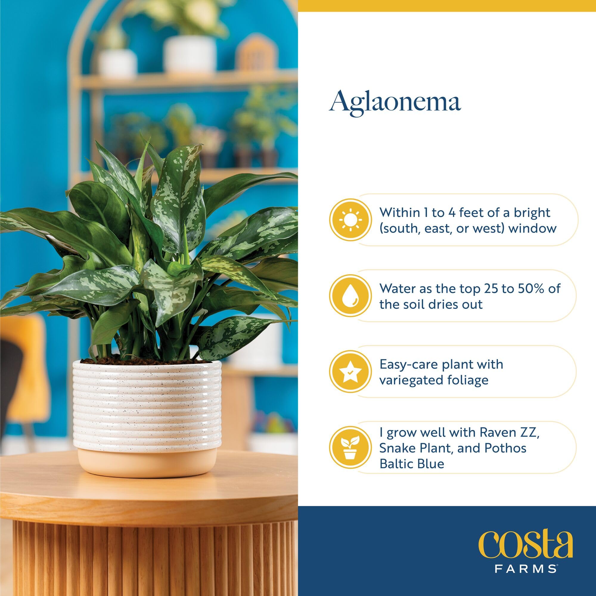 Costa Farms Trending Tropicals collection plant in stylish indoor setting