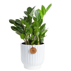 Costa Farms ZZ Plant front view in 6-inch pot