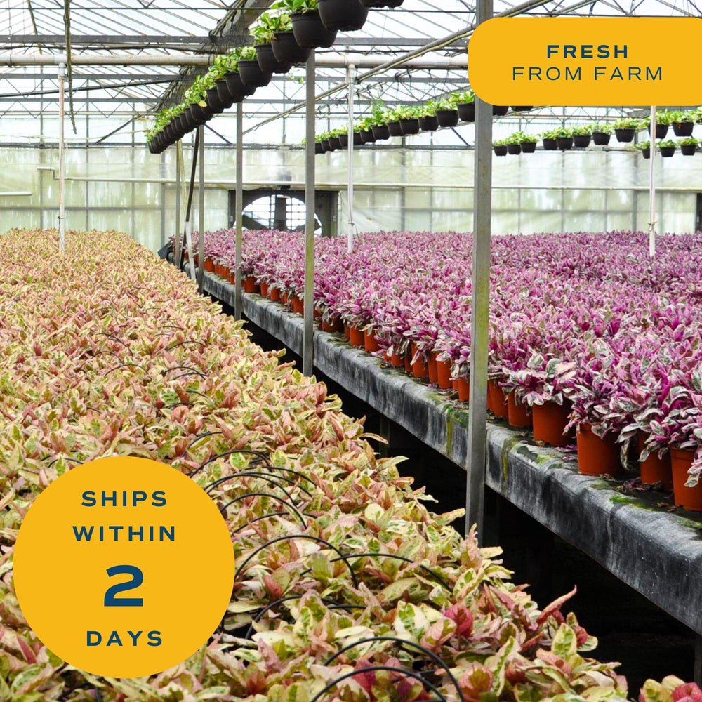 Costa Farms ZZ Plant in a home office environment
