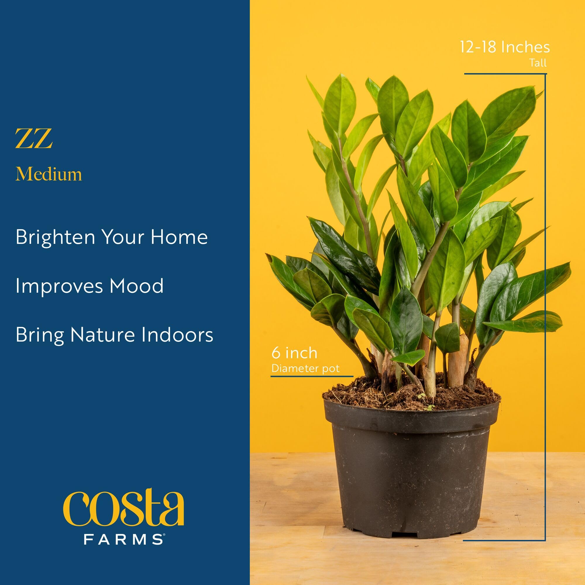 Costa Farms ZZ Plant in decorative pot