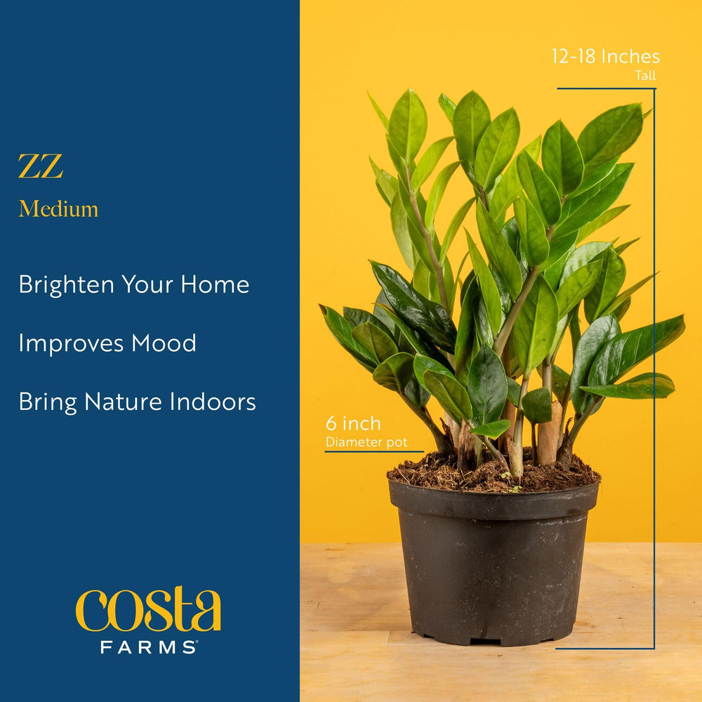 Costa Farms ZZ Plant in decorative pot