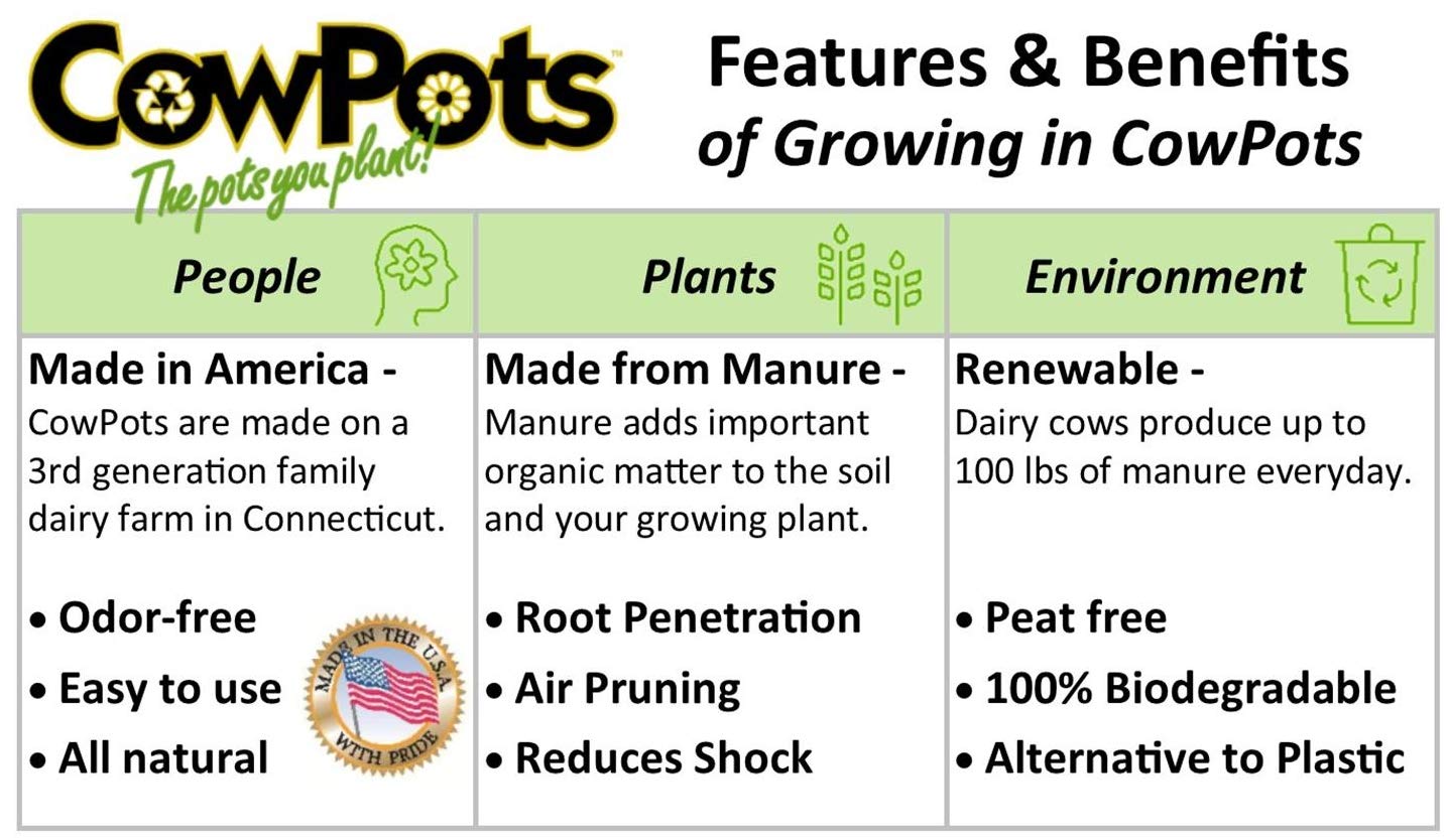 CowPots in a garden setting with seedlings