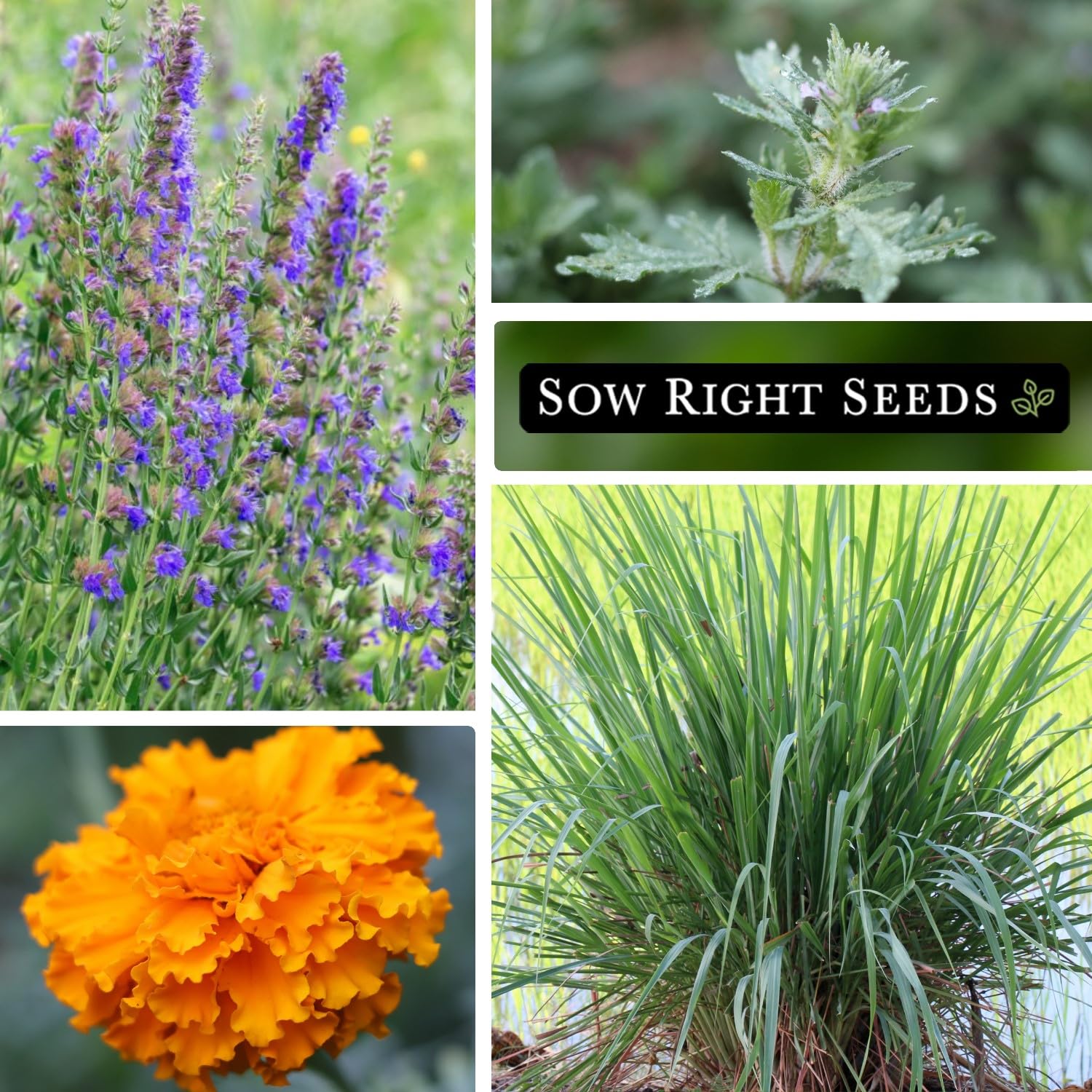 Crackerjack Marigold seeds from Sow Right Seeds