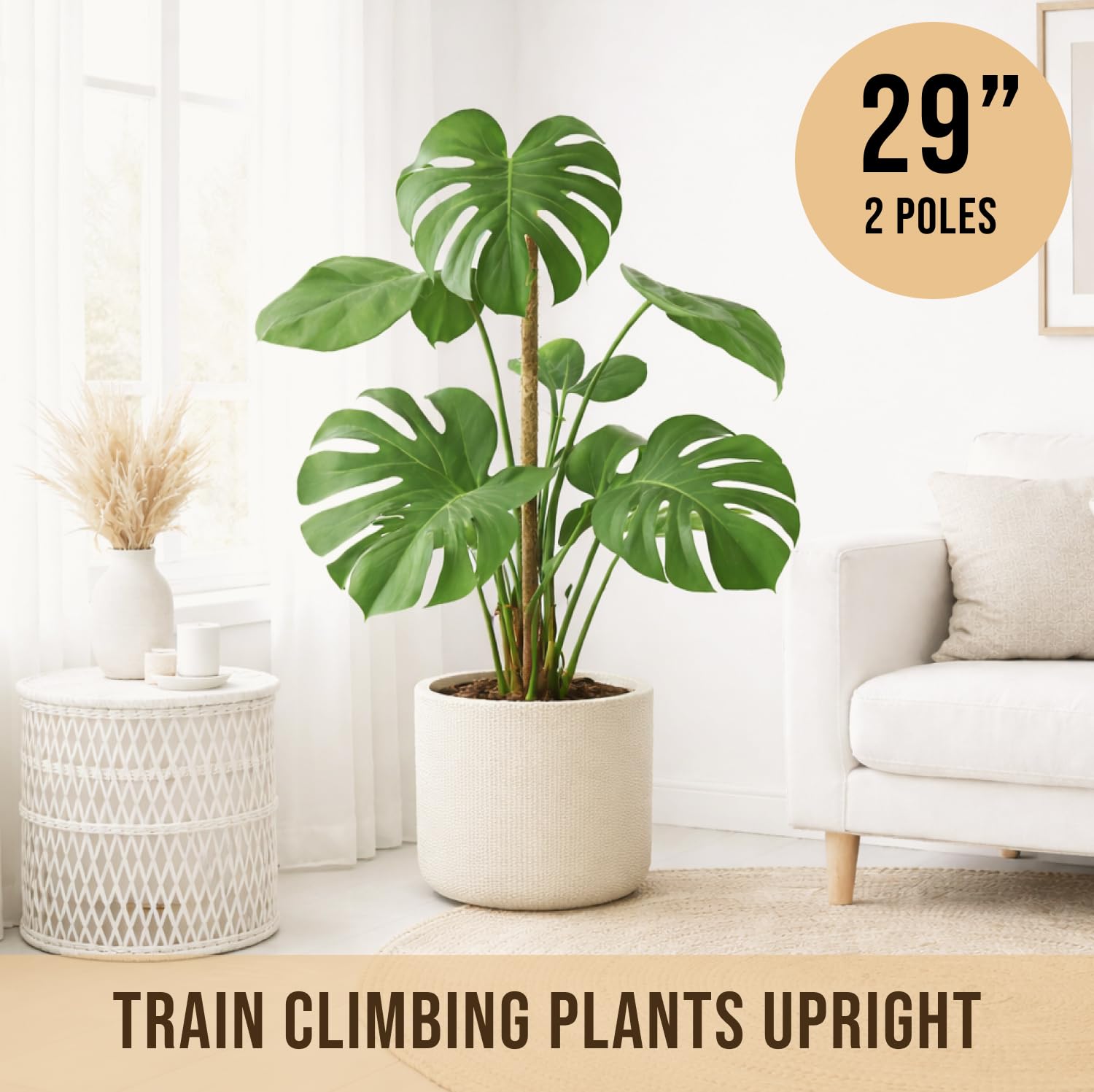 Craft911 moss pole inserted into soil with plant