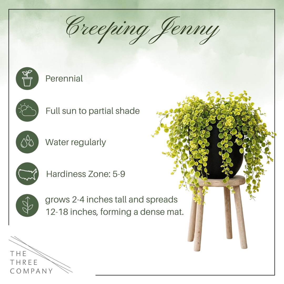 Creeping Jenny arranged in a garden setting