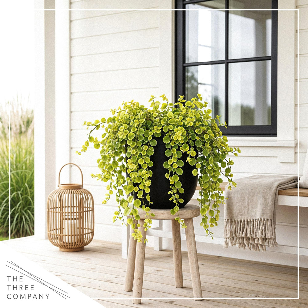 Creeping Jenny in a hanging basket outdoors