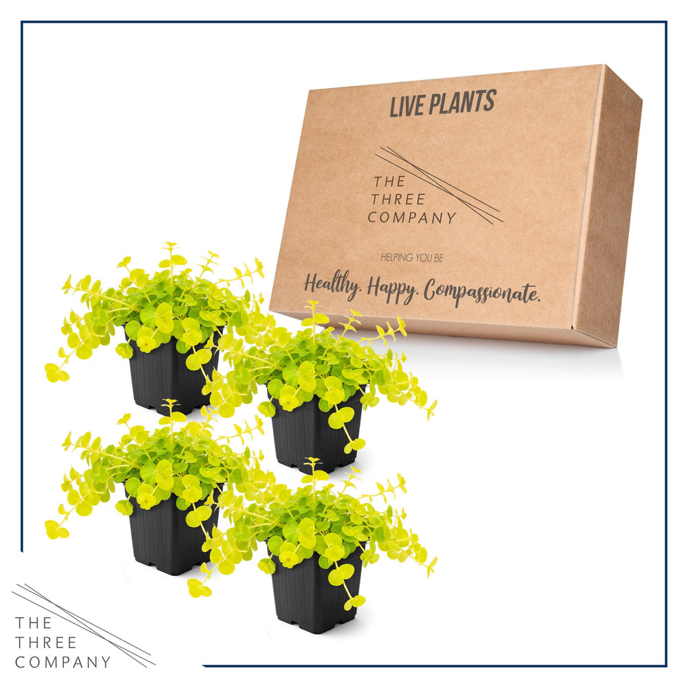 Creeping Jenny plant thriving in partial shade