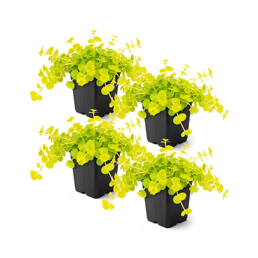 Creeping Jenny plants in 1 Pt pots with vibrant green foliage